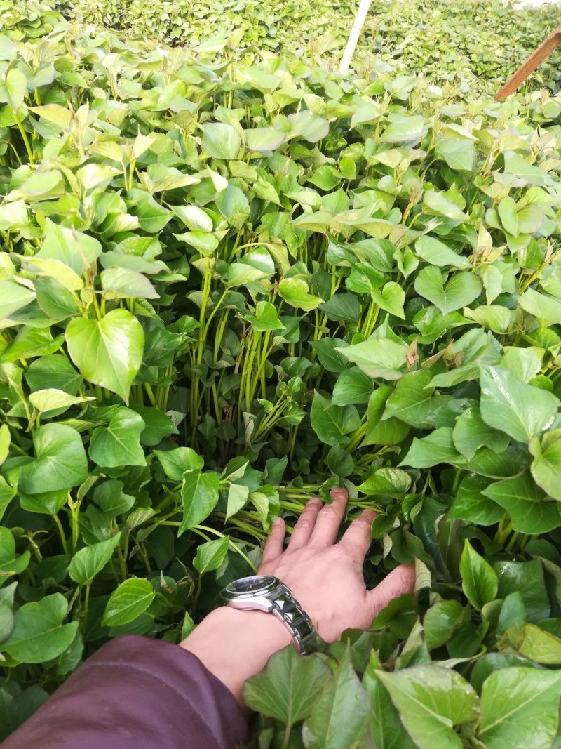 秦薯五号红薯苗