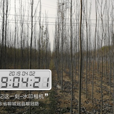 供应，毛白杨