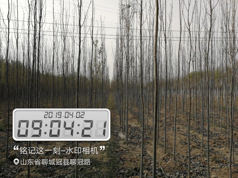 供应，毛白杨
