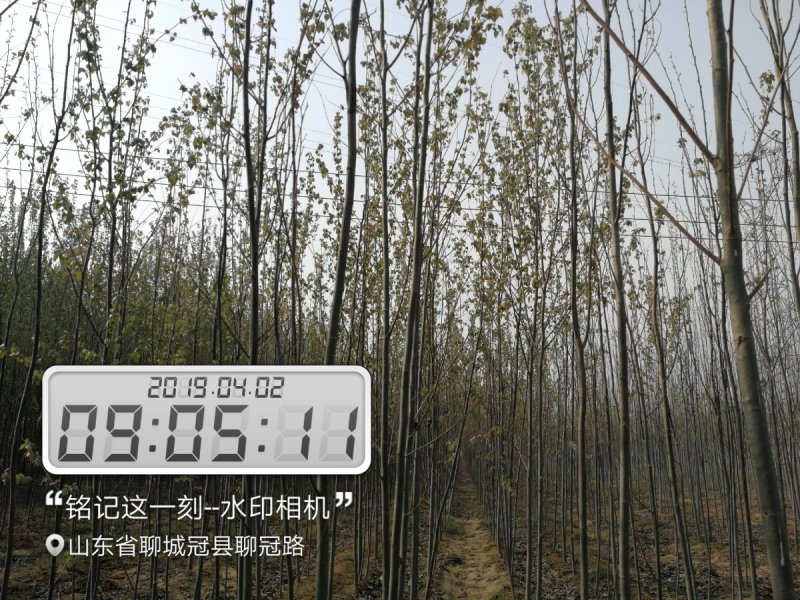 供应，毛白杨