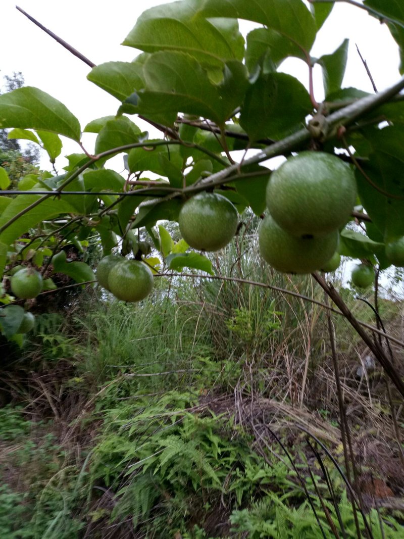 黄金百香果苗，台农，满天星，紫香百香果苗等等……