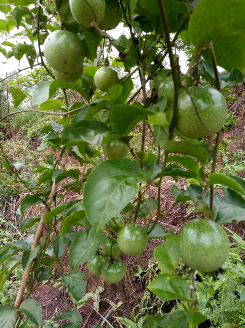 黄金百香果苗，台农，满天星，紫香百香果苗等等……