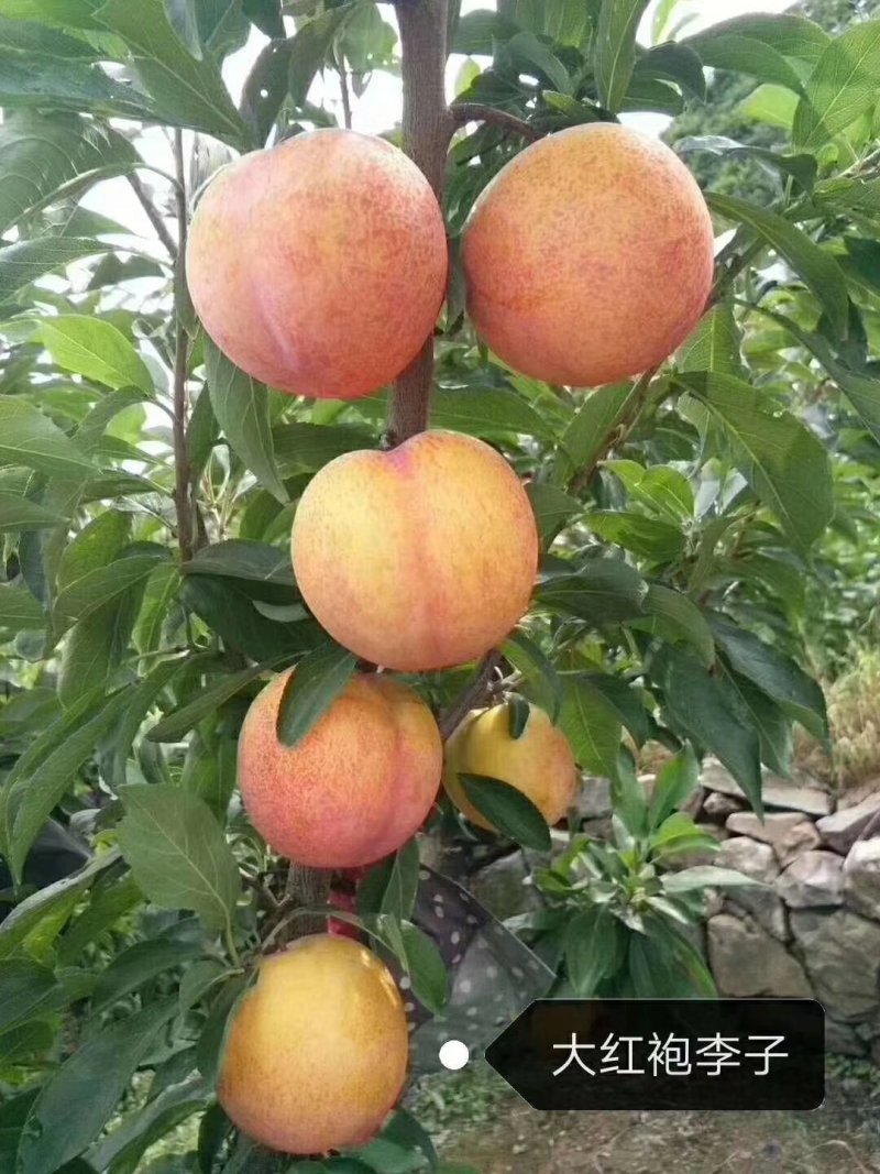 大红袍李子苗，自家树苗品种保纯保成活率