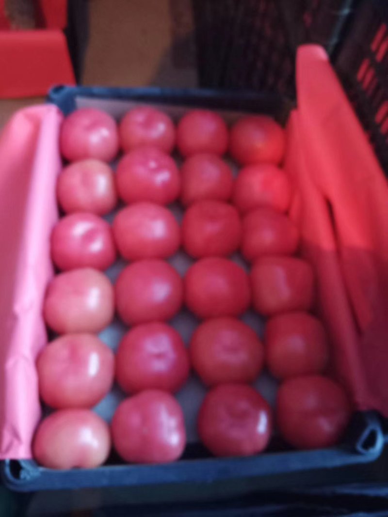 【长年供应】西红柿精品普货小果有需要的老板联系我