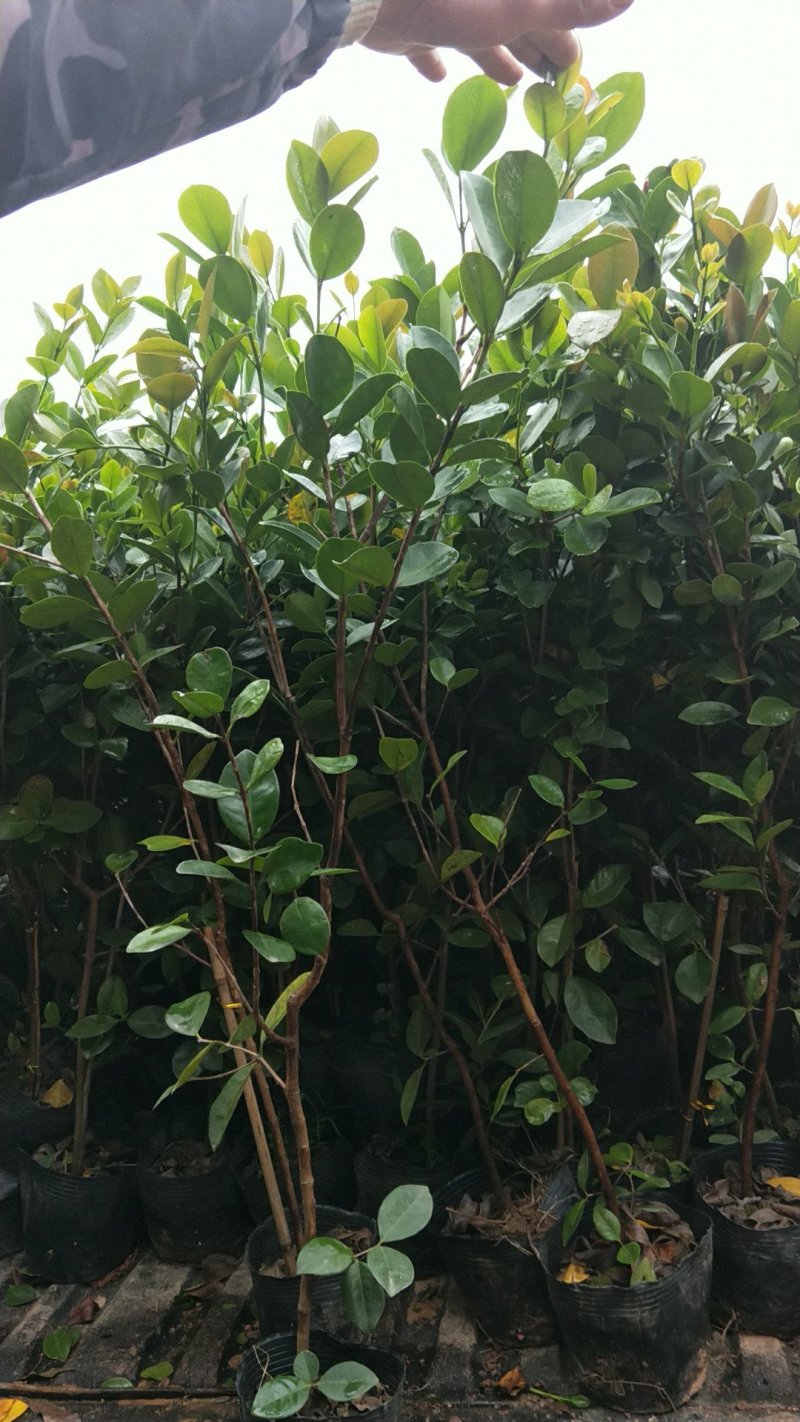 草莓味番石榴苗3年苗适合南北种植红番石榴苗