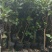 草莓味番石榴苗3年苗适合南北种植红番石榴苗