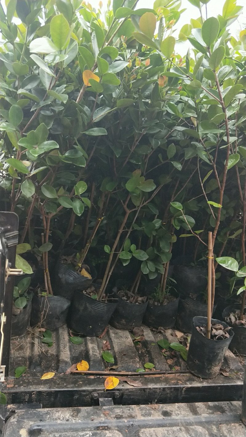 草莓味番石榴苗3年苗适合南北种植红番石榴苗