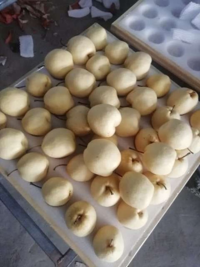 陕西贡梨基地价格陕西贡梨批发陕西纸袋酥梨批发
