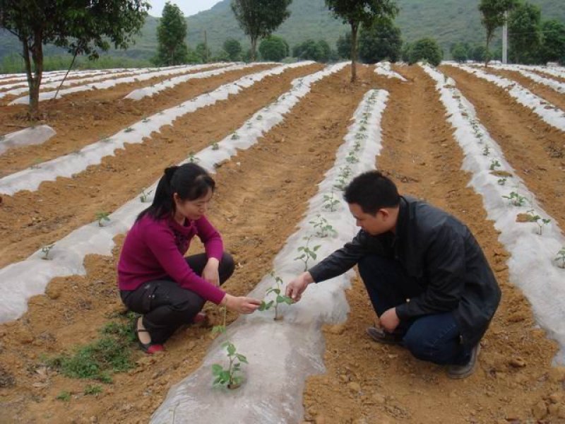 地膜黑色地膜白色地膜银黑膜除草膜蔬菜瓜果草莓果树苗木专用