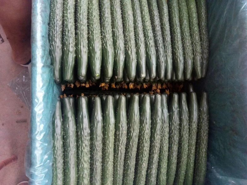 精品密刺鲜花黄瓜。顶花带刺，货源充足，品质保证。价格低廉