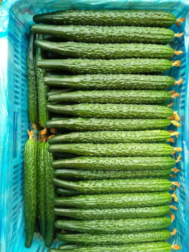 精品密刺鲜花黄瓜。顶花带刺，货源充足，品质保证。价格低廉