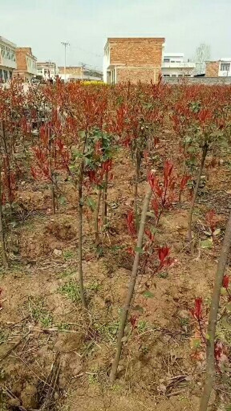 红叶石楠石楠球高杆石楠红叶石楠