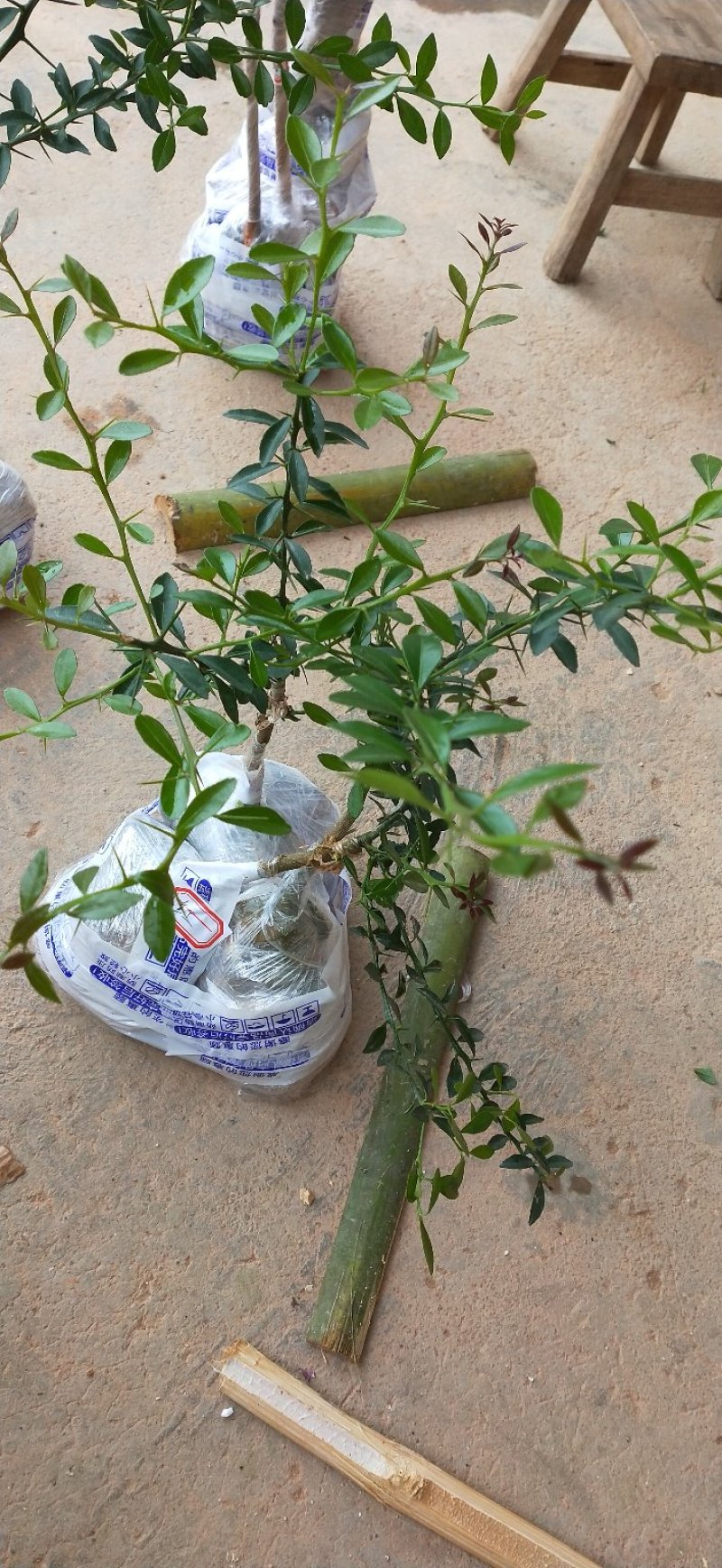 柠檬种苗手指柠檬苗嫁接苗包邮包邮