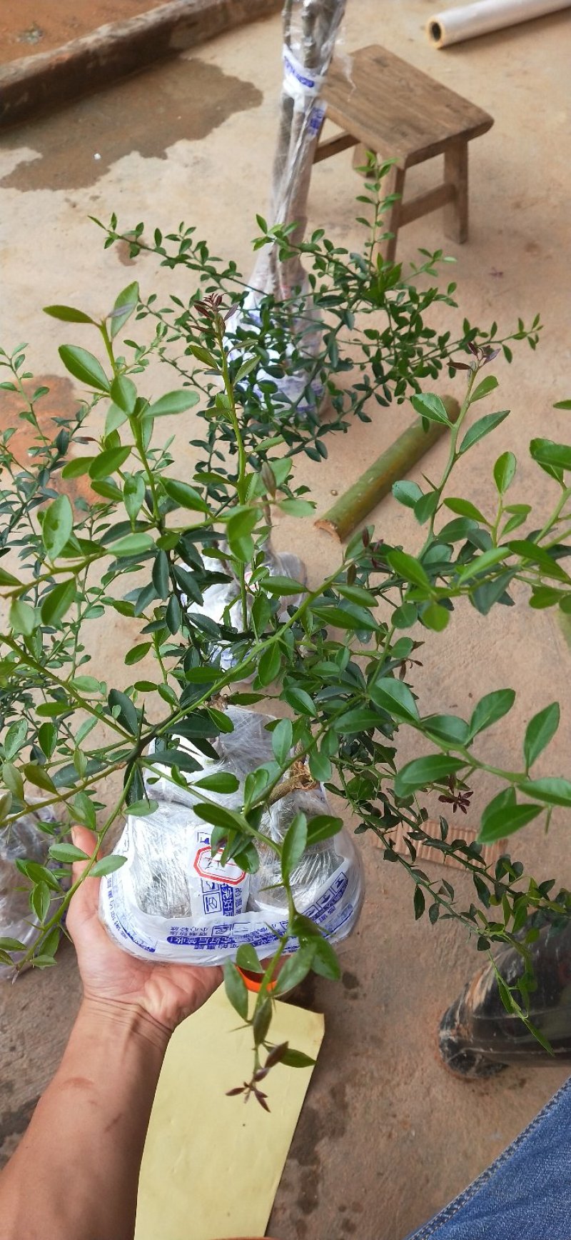 柠檬种苗手指柠檬苗嫁接苗包邮包邮
