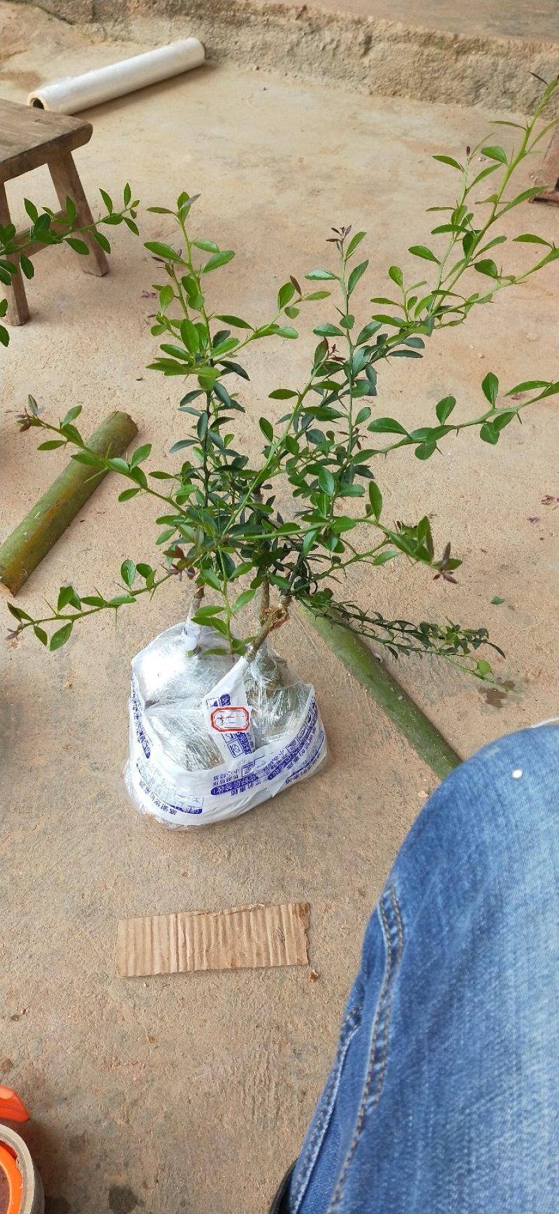 柠檬种苗手指柠檬苗嫁接苗包邮包邮