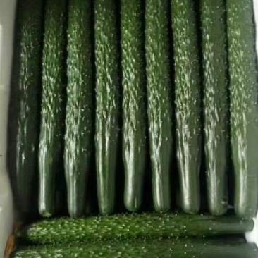 精品密刺鲜花黄瓜，顶花带刺，货源充足，品质保证，价格低廉