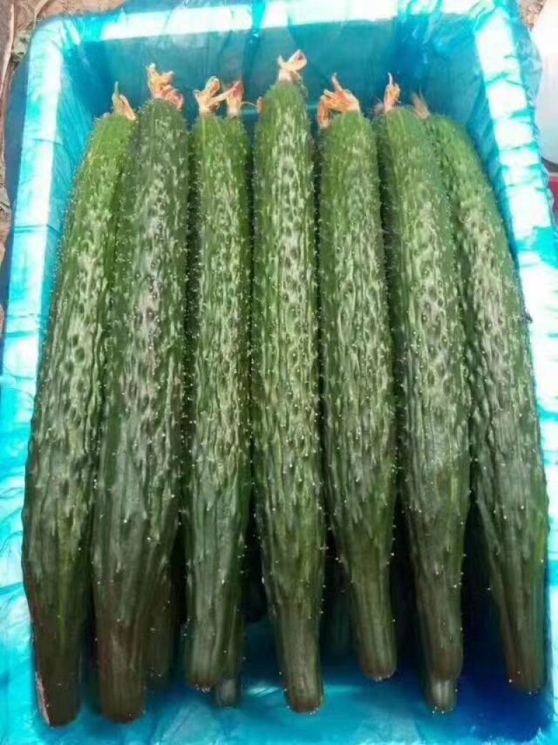 精品密刺鲜花黄瓜，顶花带刺，货源充足，品质保证，价格低廉