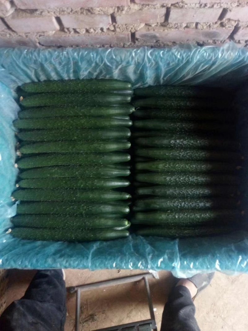 精品密刺鲜花黄瓜，顶花带刺，货源充足，品质保证，价格低廉