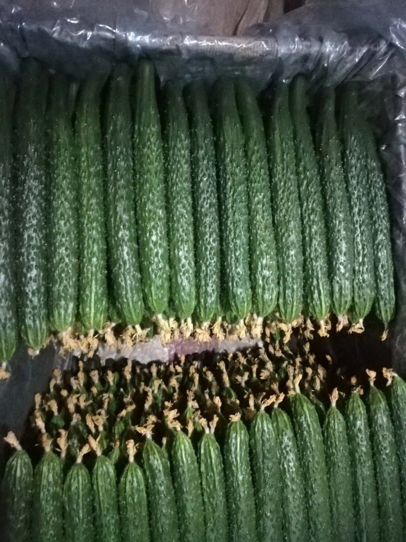 精品密刺鲜花黄瓜，顶花带刺，货源充足，品质保证，价格低廉