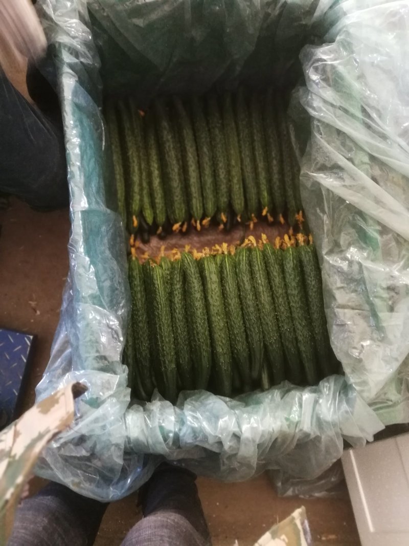精品密刺鲜花黄瓜，顶花带刺，货源充足，品质保证，价格低廉