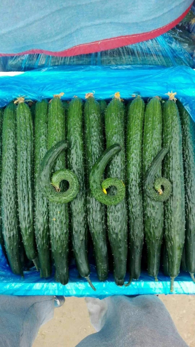 精品密刺鲜花黄瓜，顶花带刺，货源充足，品质保证，价格低廉