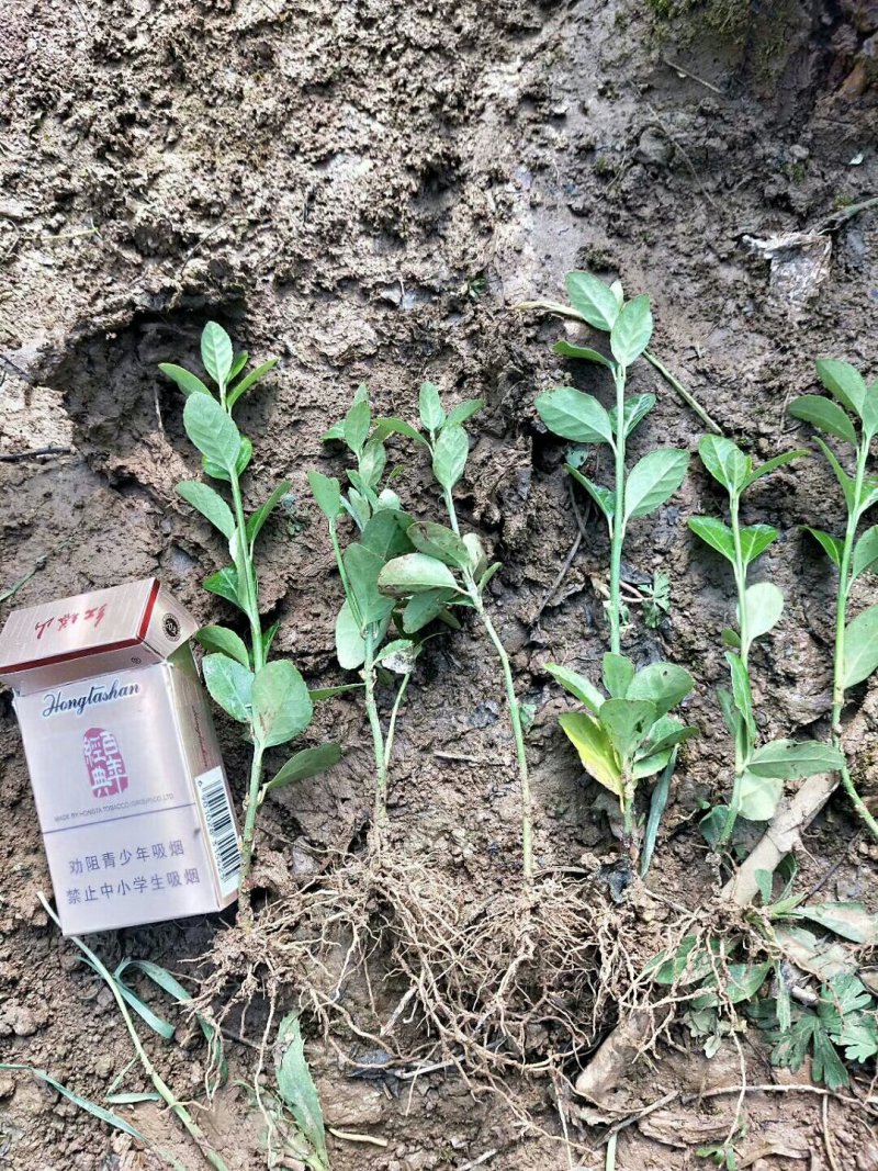 冬青树苗大叶黄杨树苗冬青苗庭院围墙篱笆树苗四季青小区