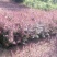 红叶小檗球园林绿化苗木树苗庭院彩色植物花卉红叶小檗苗紫