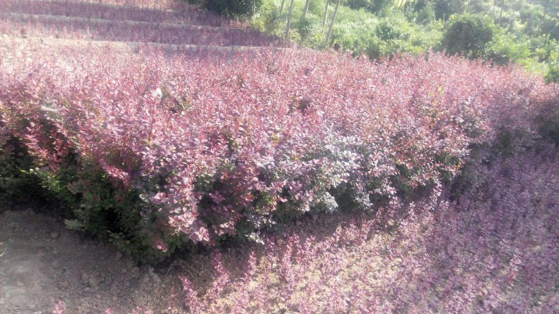 红叶小檗球园林绿化苗木树苗庭院彩色植物花卉红叶小檗苗紫