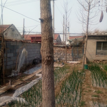 银杏树，树冠好，品种纯，欢迎来电