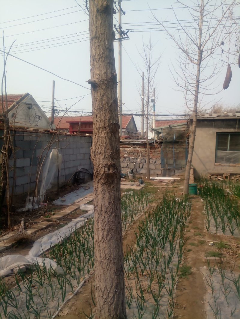 银杏树，树冠好，品种纯，欢迎来电