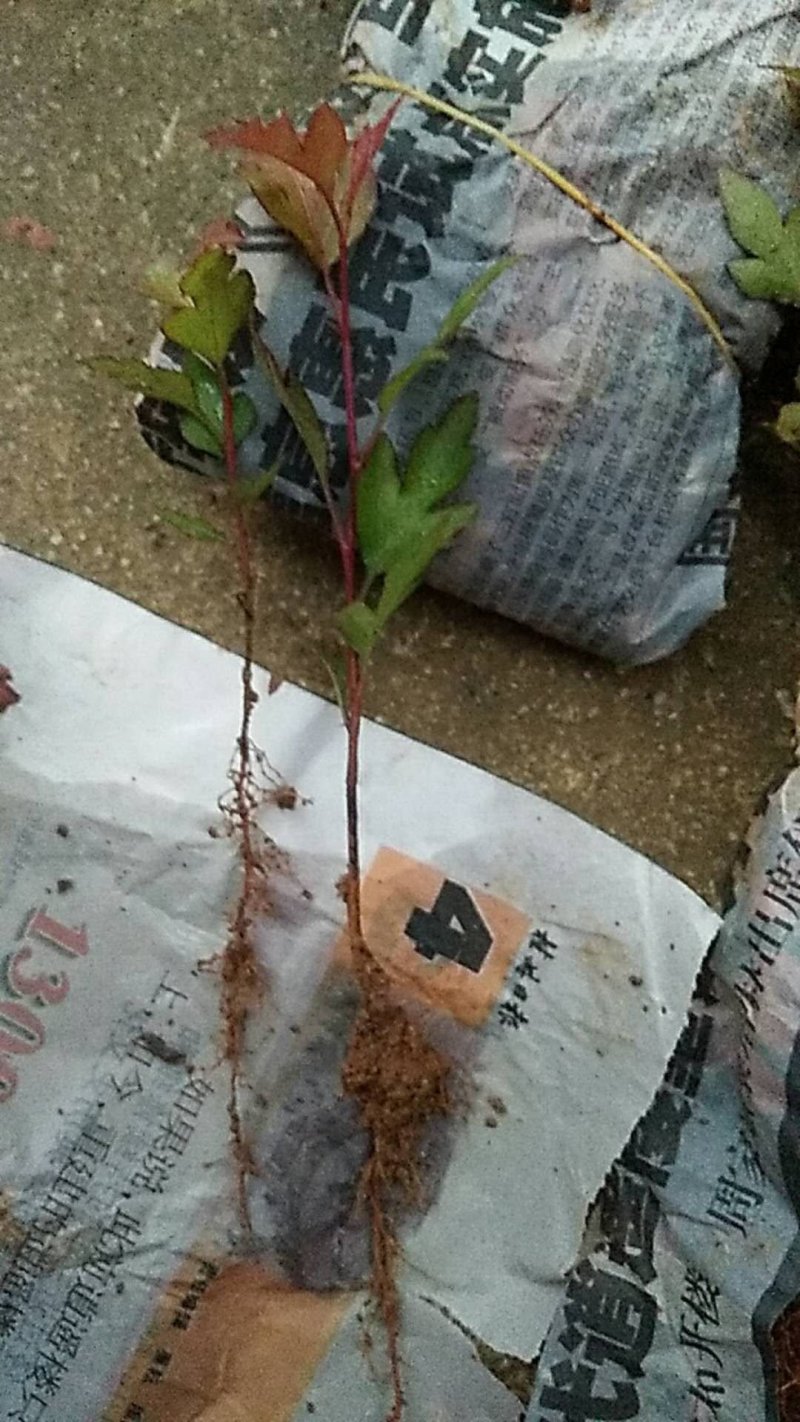 鸟梨树苗棠梨苗杜梨苗广西桂林产地直销包邮
