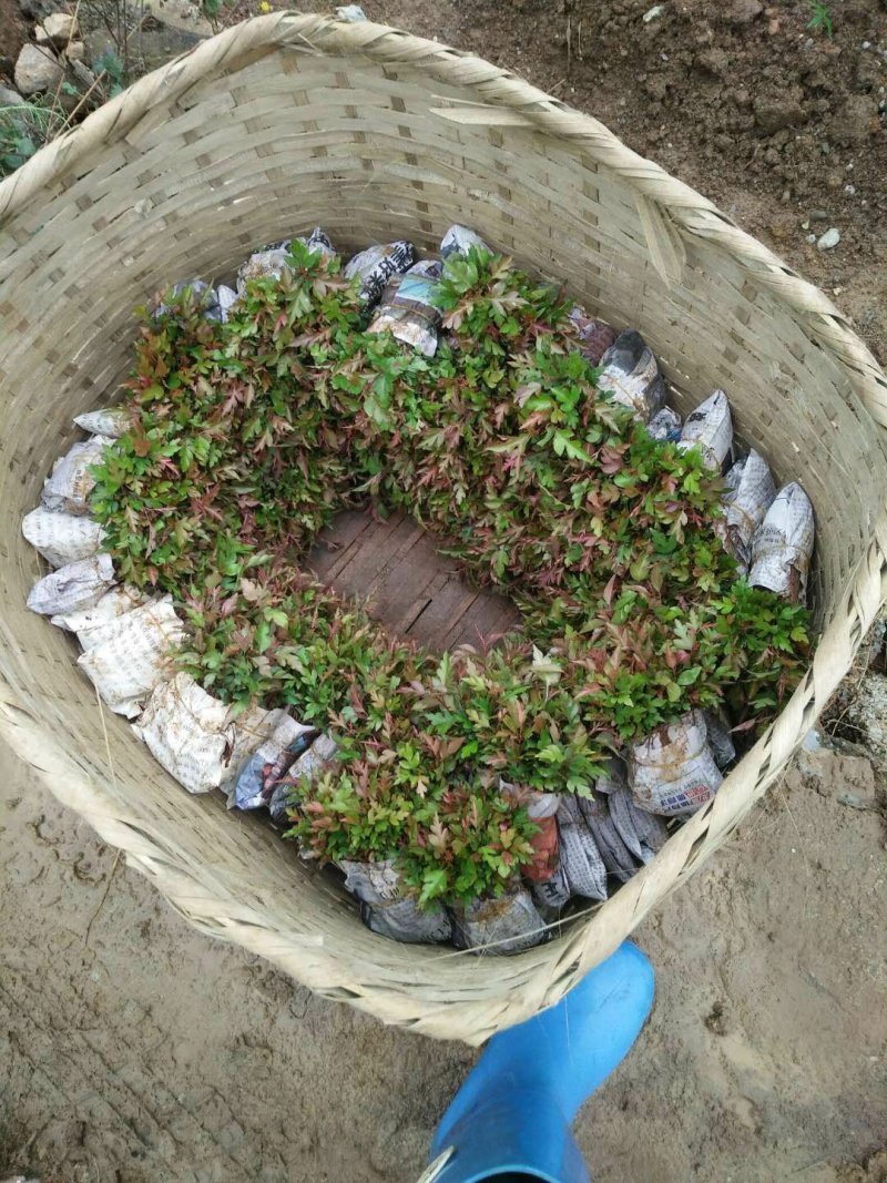 鸟梨树苗棠梨苗杜梨苗广西桂林产地直销包邮