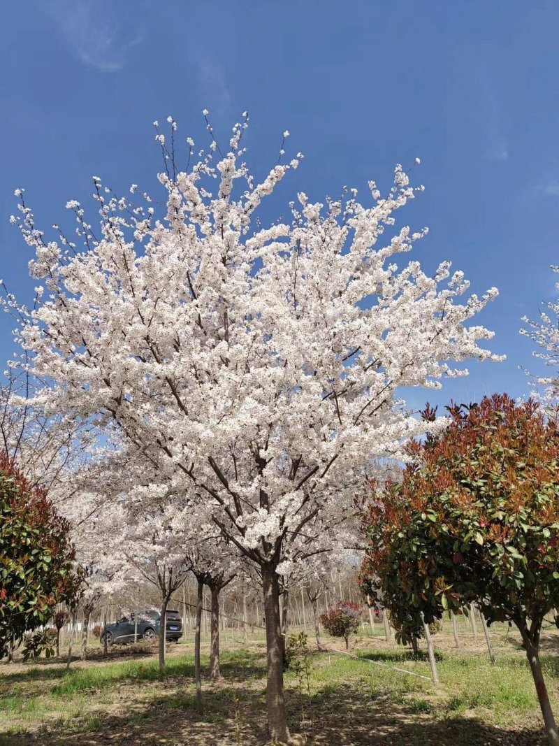 樱花树大量现货供应:各规格（早樱、晚樱、染井吉野）