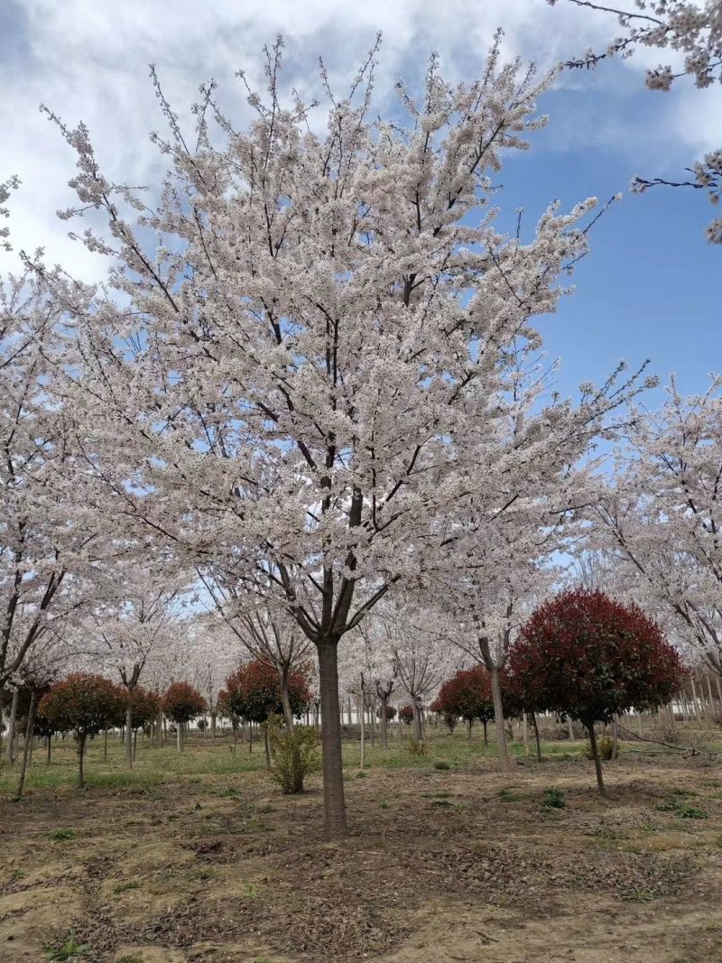 樱花树大量现货供应:各规格（早樱、晚樱、染井吉野）