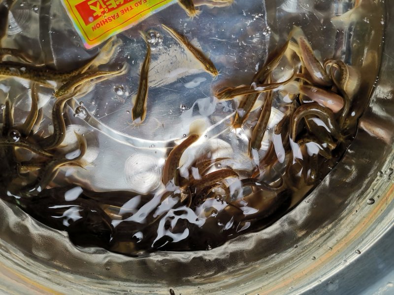 台湾泥鳅，中华泥鳅，300元一万条