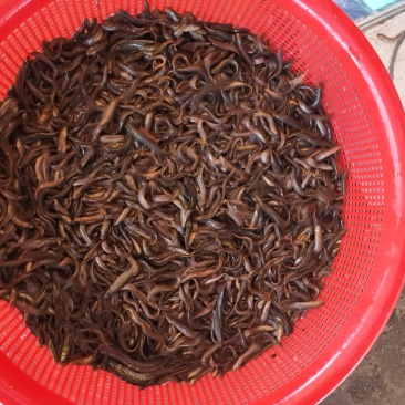 台湾泥鳅，中华泥鳅，300元一万条