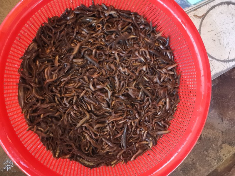 台湾泥鳅，中华泥鳅，300元一万条