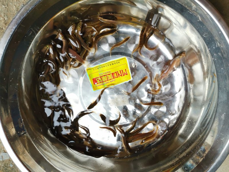台湾泥鳅，中华泥鳅，300元一万条