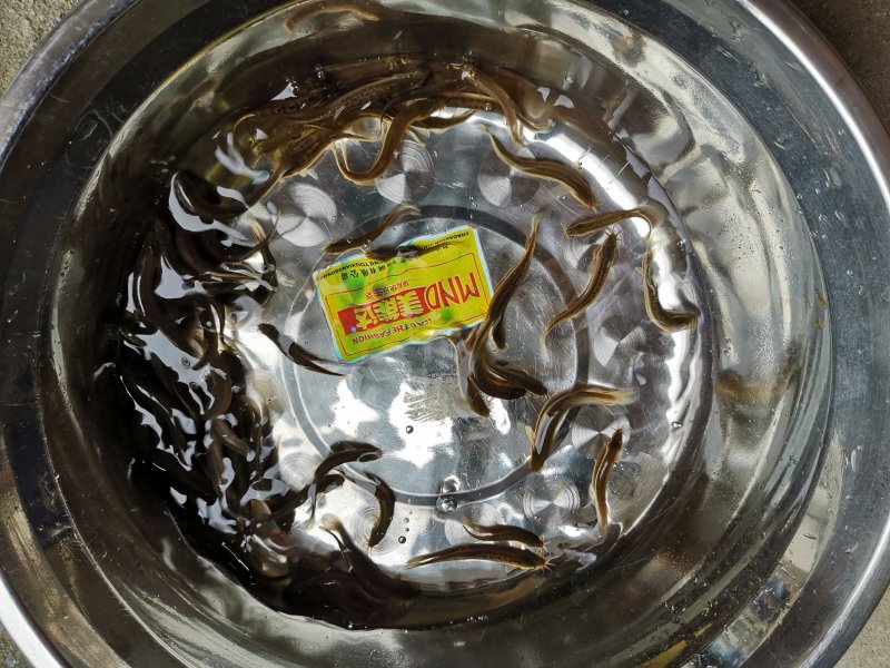 台湾泥鳅，中华泥鳅，300元一万条