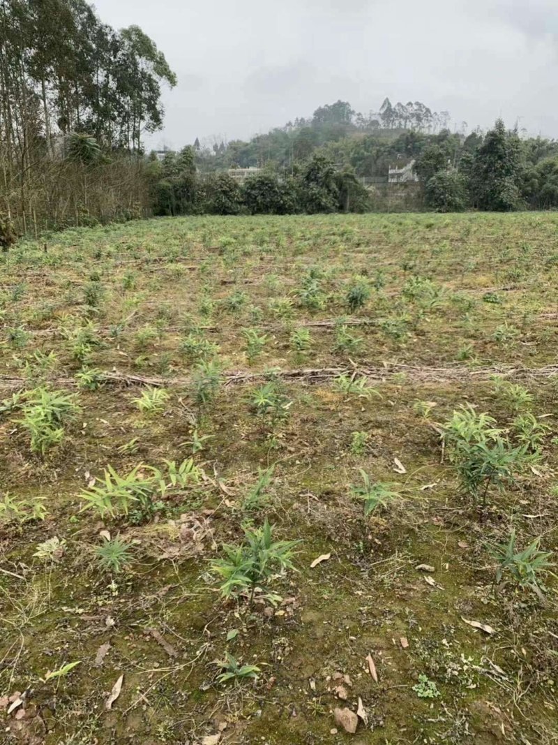 黄精除草剂黄精除草剂玉竹除草剂厂家直销没有中间商