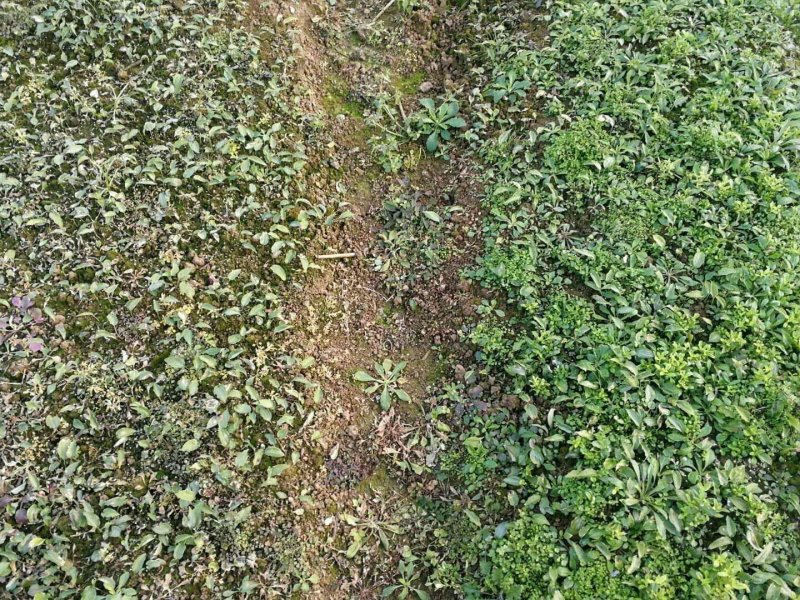 黄精除草剂黄精除草剂玉竹除草剂厂家直销没有中间商