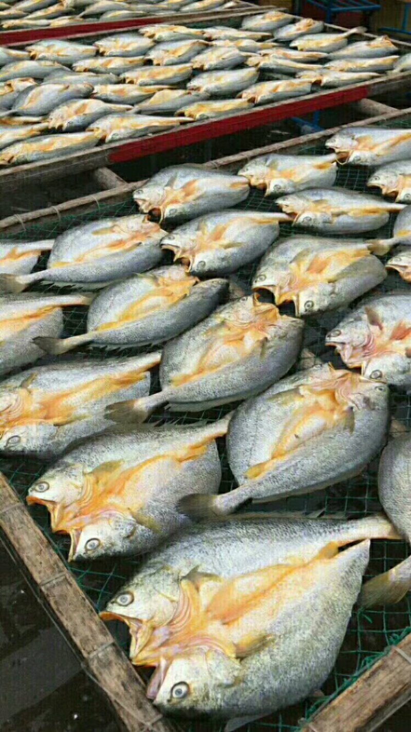 冰鲜黄花鱼