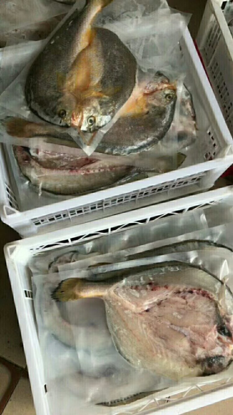 冰鲜黄花鱼