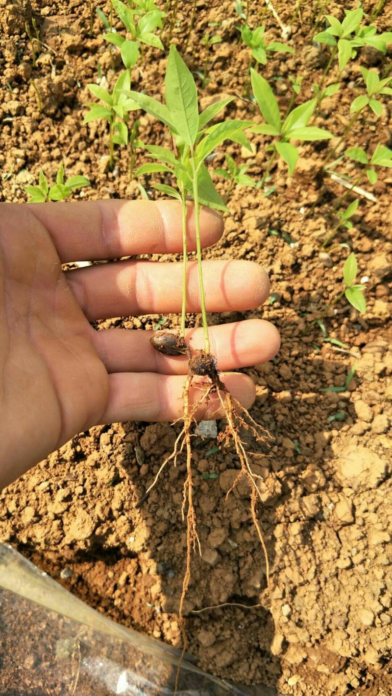 楠木苗金丝楠木小苗