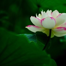 观赏荷花苗精品盆栽荷花根苗池塘绿化苗木水生植物