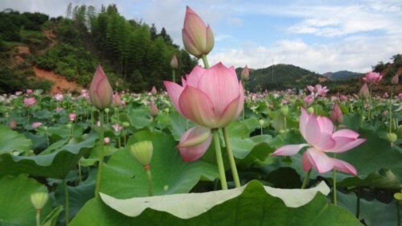 观赏荷花苗精品盆栽荷花根苗池塘绿化苗木水生植物