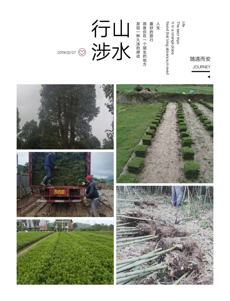 我，郴州市苏仙区清江花卉苗木草皮种植专业合作社大量出售各