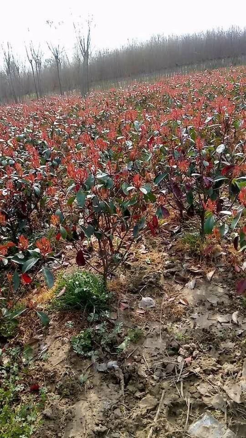 红叶石楠红叶石楠球