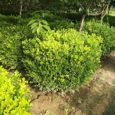 黄杨球瓜子黄杨球