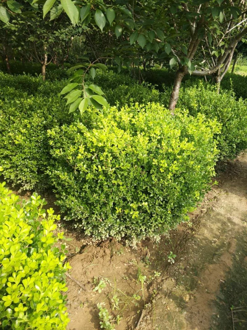 黄杨球瓜子黄杨球